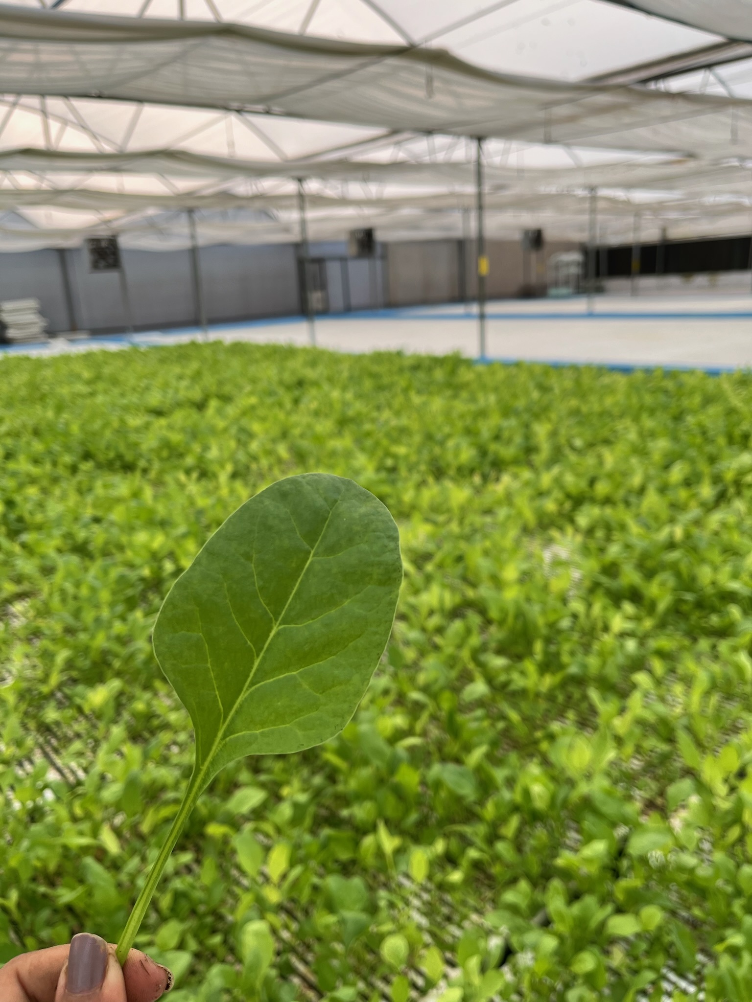 Freshly harvested greens and produce from iAVS farm