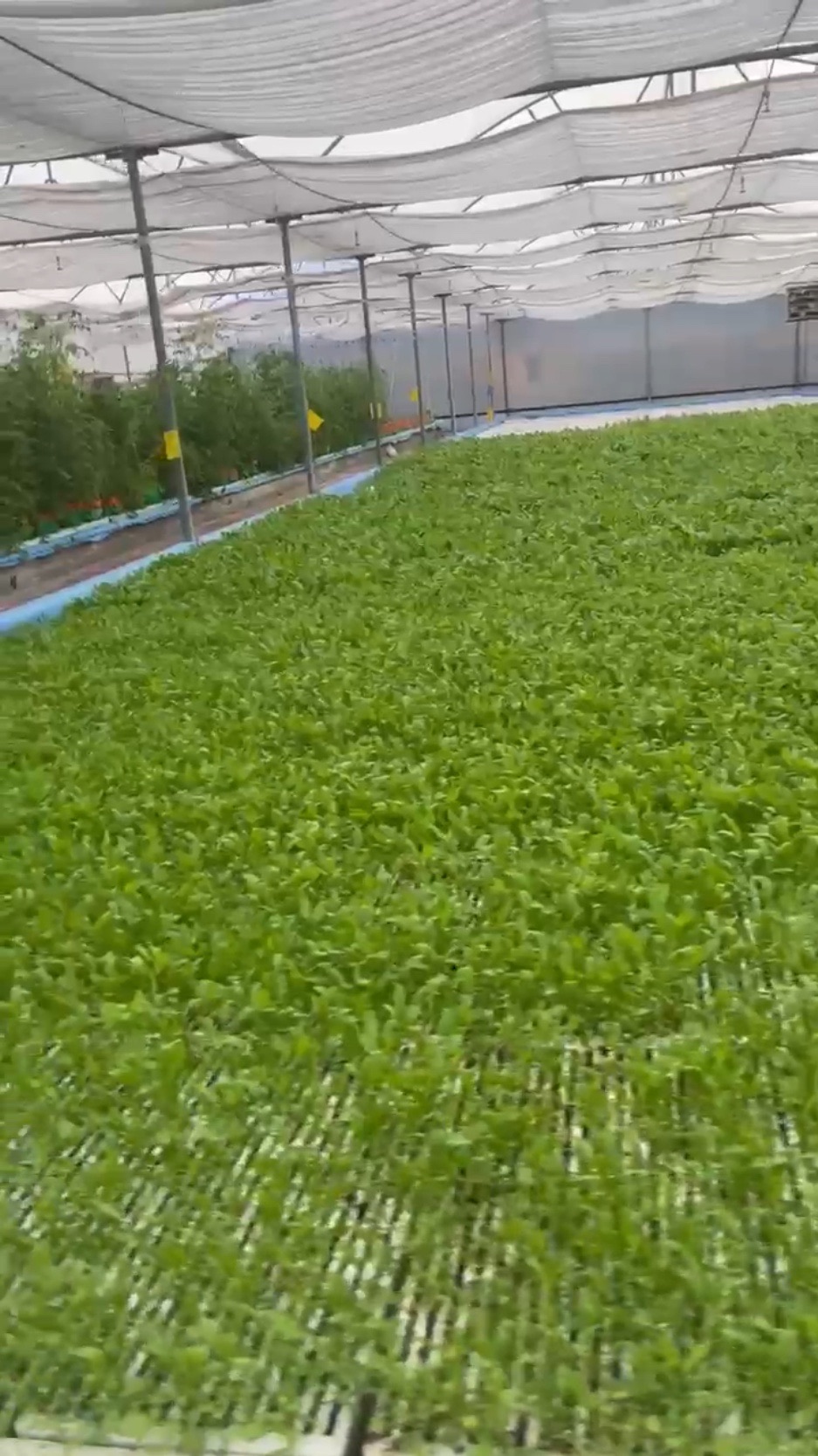 Zyqua Greens commercial iAVS farm