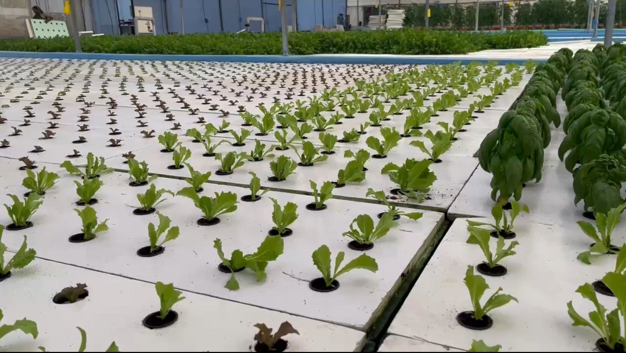 Zyqua Greens commercial iAVS farm